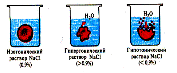 Эритроциты в растворе хлорида натрия