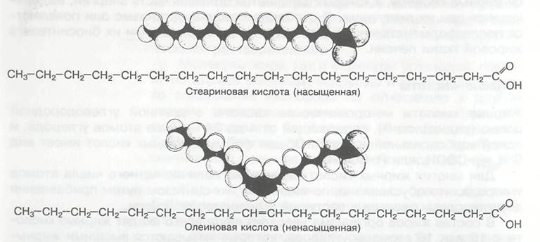 Олеиновая и стеариновая кислота формулы. Стеариновая кислота строение. Стеариновая кислота особенности строения. Стеариновая кислота формула.