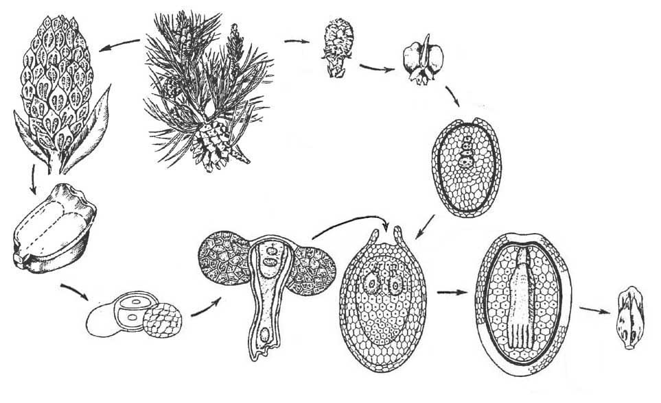 Половое размножение хвойных. Жизненный цикл сосны обыкновенной. Жизненный цикл голосеменных растений сосна. Размножение голосеменных растений. Цикл развития голосеменных без подписей.