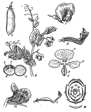 Горох посевной покрытосеменные. Горох посевной семейство. Pisum sativum диаграмма цветка. Горох посевной гербарий. Pisum sativum ботаника.