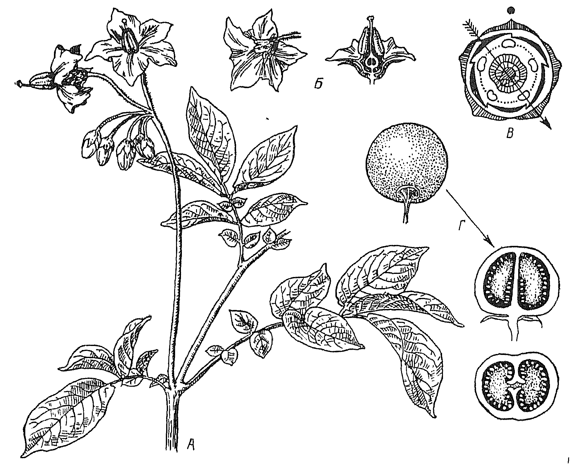 Семейства растений рисунки. Побеги Solanum tuberosum. Диаграмма цветка Solanum tuberosum. Паслен клубненосный строение. Диаграмма паслен клубненосный.