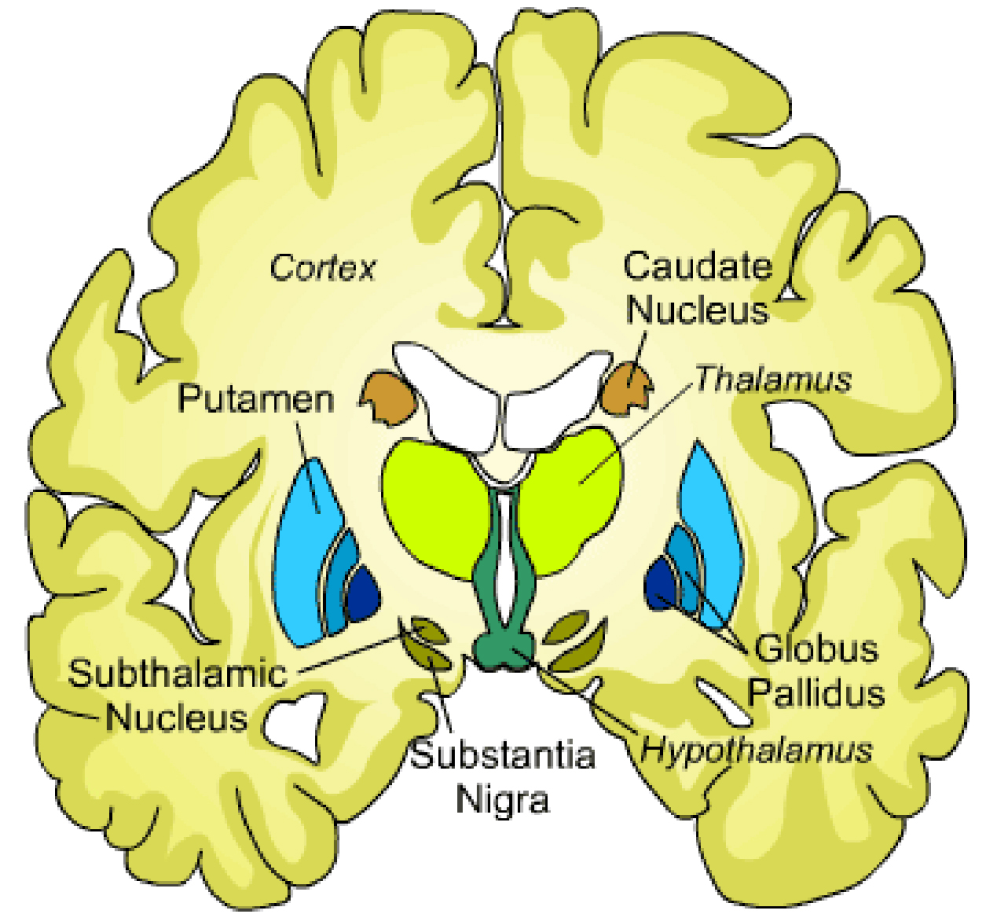 Что такое путамен 8 букв. Базальные ганглии мозга анатомия. Путамен (базальные ганглии). Анатомия базальных ганглиев. Базальные ганглии рисунок.