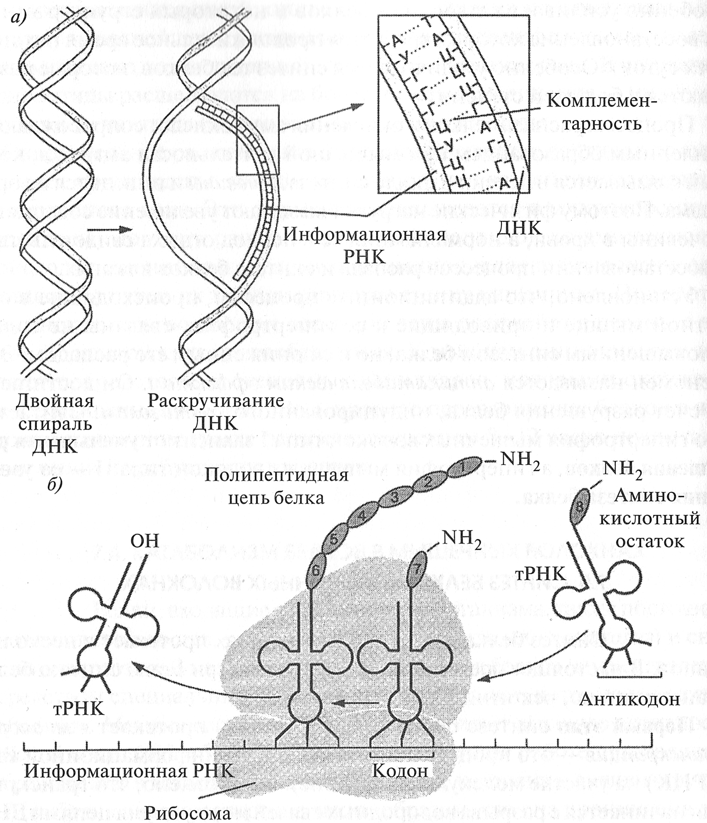 Синтез белка механизмы. Биосинтез белка схема. Схема трансляции синтеза белка. Этапы транскрипции биосинтеза белка. Транскрипция и трансляция ДНК.