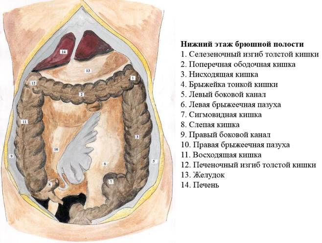 И других органов брюшной полости. Этажи полости брюшины анатомия. Топография Нижнего этажа брюшной полости. Топография Нижнего этажа брюшины.