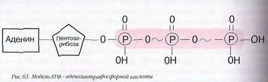Остаток фосфорной кислоты атф