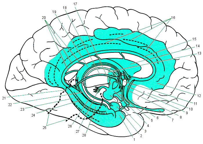 Лимбическая структура мозга. Лимбическая система головного мозга человека. Гиппокамп лимбическая система. Обонятельный мозг анатомия. Лимбическая система головного мозга рисунок.