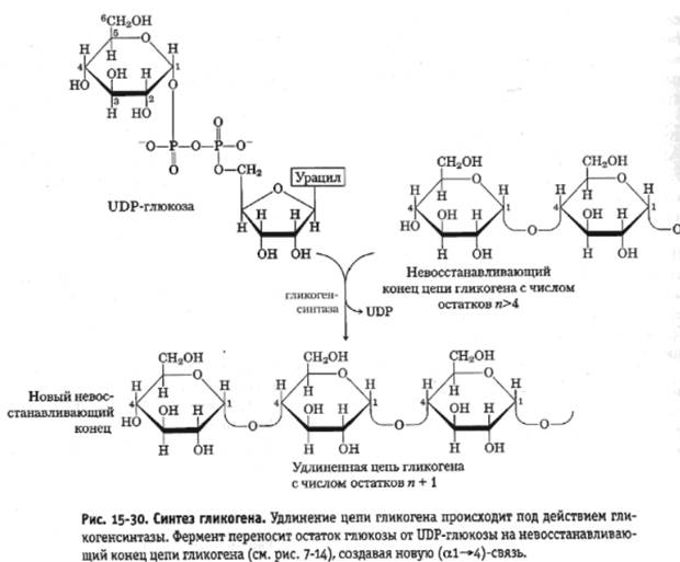 Ферменты превращения глюкозы в гликоген