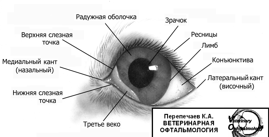 Слезная железа у млекопитающих. Строение глаза мешок глаза конъюнктивальный. Строение глаза человека конъюнктивальный мешок. Строение конъюнктивы глаза анатомия. Строение глаза у кошки веко.