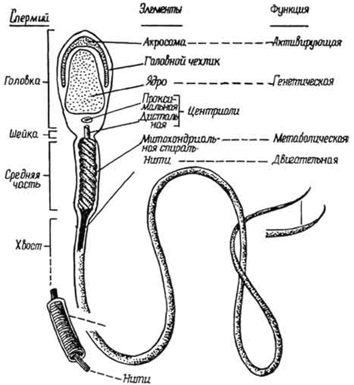 Мужская половая клетка. Схема строения сперматозоида млекопитающего. Схема строения спермия млекопитающих. Строение сперматозоида млекопитающего. Строение сперматозоида гистология.