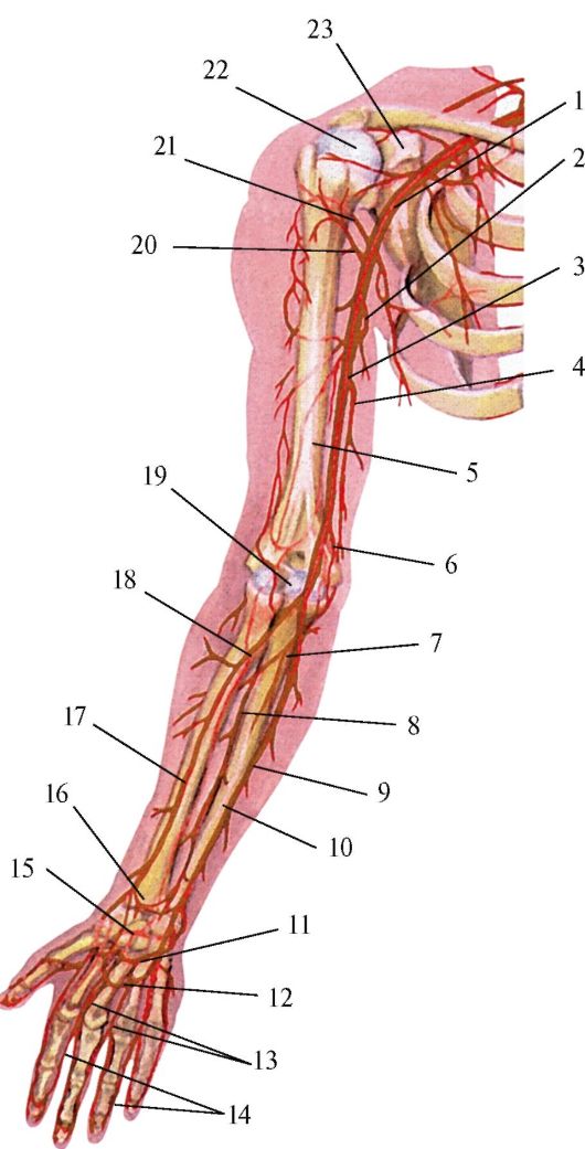 Правая лучевая артерия. Кровоснабжение верхней конечности анатомия. Артерии верхней конечности схема. Плечевая артерия топография. Кровоснабжение предплечья анатомия.