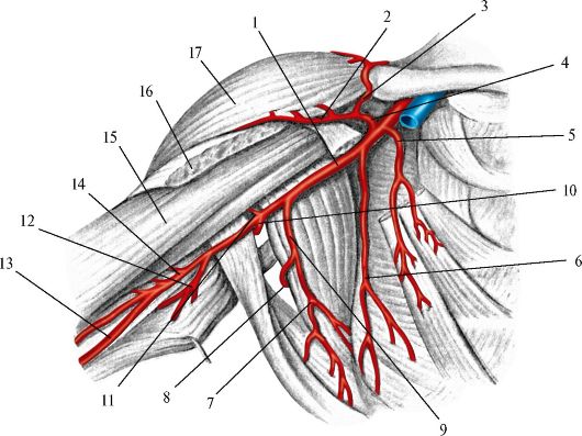 Подмышечная артерия схема