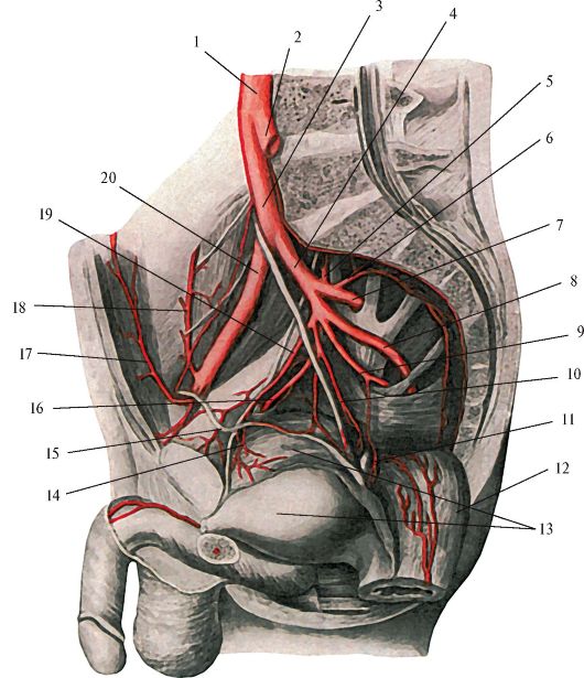 Правая подвздошная артерия. Подвздошная артерия анатомия. Запирательная артерия топография. Подвздошные сосуды анатомия. Подвздошная Вена анатомия.