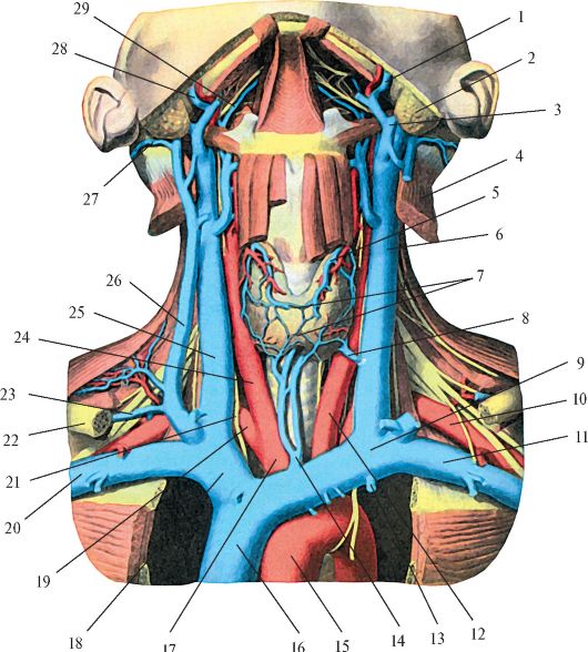 Яремная подключичная вены. Сонная артерия и яремная Вена. Внутренняя Сонная артерия и внутренняя яремная Вена. Яремная Вена и внутренняя Сонная артерия анатомия. Наружная яремная Вена анатомия топография.