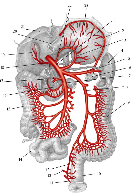 Воротная Вена печени и ее притоки. Кровоснабжение брюшной полости анатомия. Брюшная аорта и воротная Вена. Правая желудочная вена