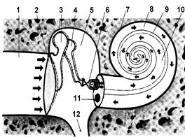 На рисунке приведены частоты воспринимаемые органами слуха. Затем они усиливаются через цепь слуховых косточек. Механизм звуковосприятия рисунок. Механизм звукопроведения и звуковосприятия. Разрыв цепи слуховых косточек схема.