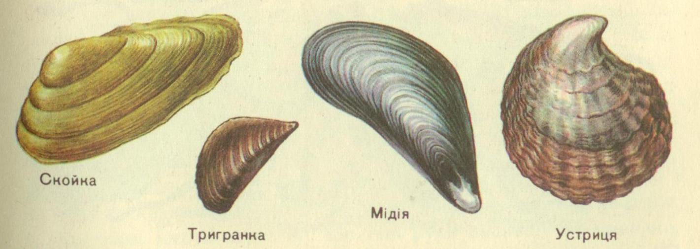 К какой группе организмов относится устрица. Двустворчатые моллюски многообразие. Беззубка моллюск строение раковины. Многообразие раковин двустворчатых моллюсков. Многообразие двустворчатых моллюсков тридакна.