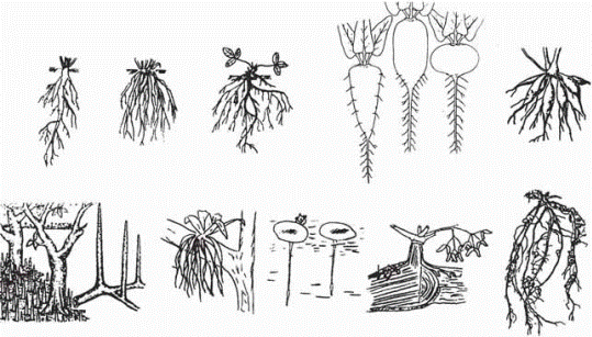 Видоизменяемые корни. Корневые клубни корни прицепки воздушные корни. Видоизменения корней. Типы корневых систем метаморфозы корней. Видоизменения корней рисунок.