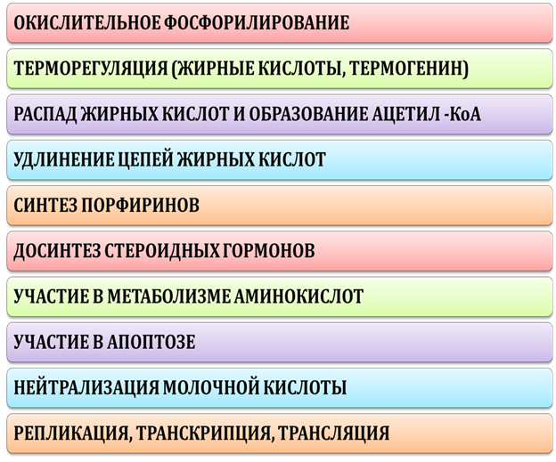 Укажите полуавтономный органоид клетки