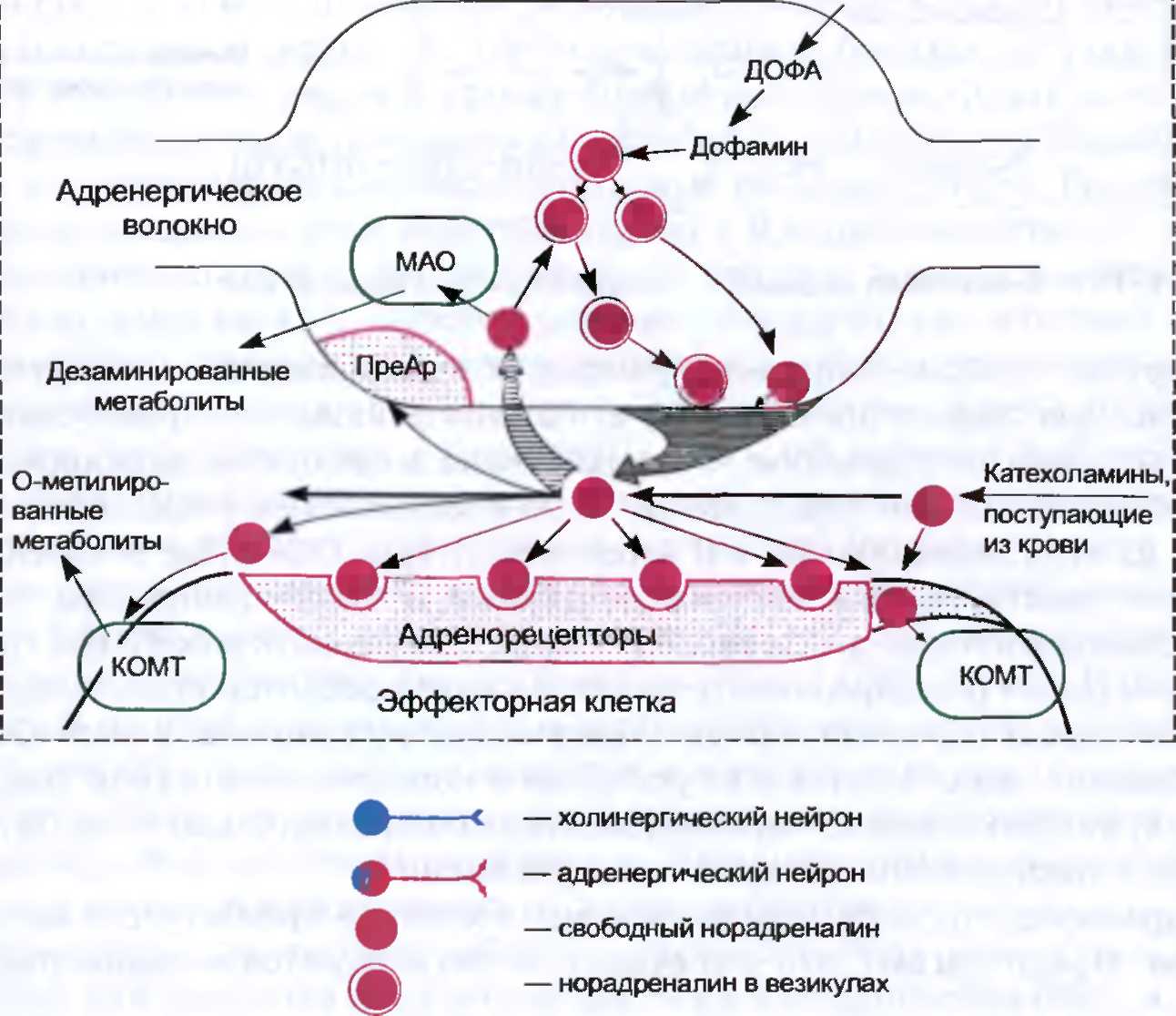 Захват дофамина. Схема адренергического синапса фармакология. Адренергический синапс схема норадреналин. Схема механизма действия адренорецепторов. Физиология адренергического синапса фармакология.