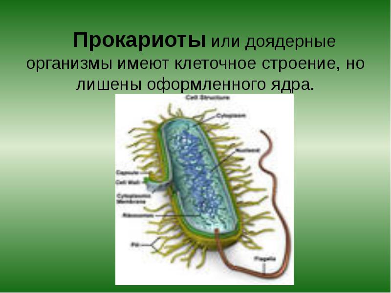 2 прокариоты доядерные организмы