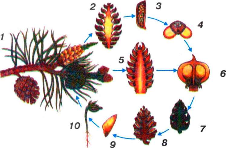 В мужских шишках развивается. Цикл развития мужских шишек сосны обыкновенной. Цикл голосеменных растений шишки. Схема жизненного цикла сосны. Размножение голосеменных растений схема.
