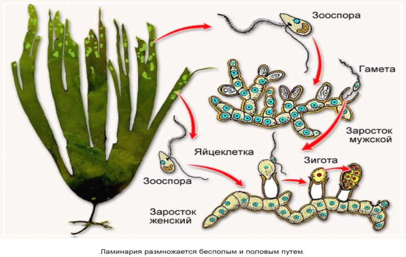 Какой спорофит у водорослей. Жизненный цикл бурых водорослей ЕГЭ. Цикл развития бурых водорослей. Жизненный цикл бурых водорослей схема. Бурая водоросль ламинария жизненный цикл.