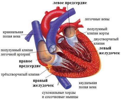 Где Находится Сердечная Мышца Фото