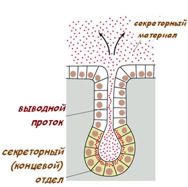 Экзокринные железы выводные протоки. Концевой отдел и выводной проток. Выводные протоки концевые секреторные отделы. Концевой отдел и выводной проток железы. Концевой секреторный отдел и выводной проток.
