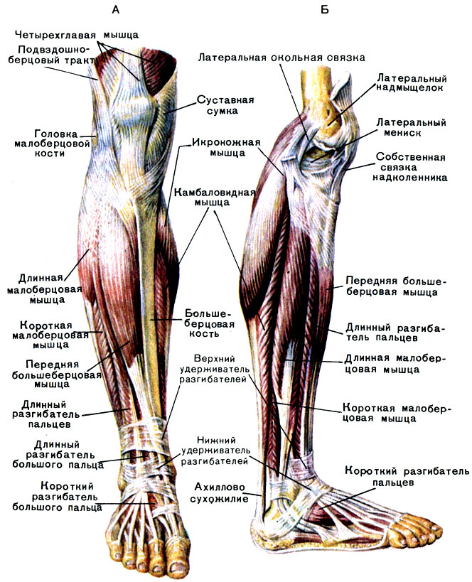 Сухожилия Ноги Человека Фото