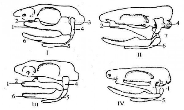 Появление челюстей у позвоночных. Гиостилия Амфистилия аутостилия. Аутостильный Тип висцерального черепа. Эволюция висцерального черепа позвоночных. Схема типов крепления мозгового и висцерального отделов черепа.