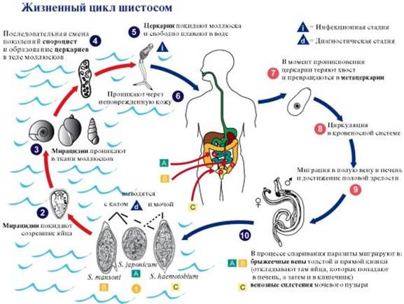 Жизненный цикл шистосомы. Schistosoma haematobium жизненный цикл. Шистосома кровяная жизненный цикл. Жизненный цикл шистосомы схема. Шистосома урогенитальная жизненный цикл.