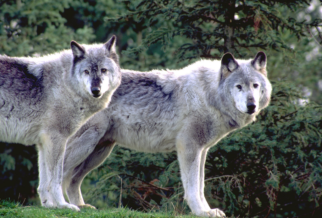 Какие животные встречаются в северной америке. Волк Северной Америки. Североамериканский волк. Волк в Америке.