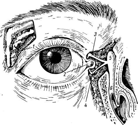 Брови аппарат глаза. Вспомогательный аппарат глаза. Слезный аппарат глаза.. Слезный мешок , saccus LACRIMALIS.. Слезный аппарат глазного яблока.