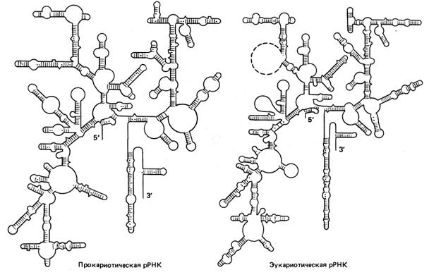 Размеры рнк. Структура рибосомальной РНК. Вторичная структура рибосомальной РНК. Структура р РНК. Строение РРНК.