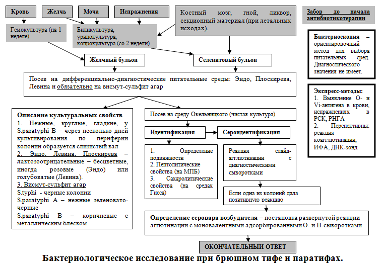 План обследования брюшного тифа