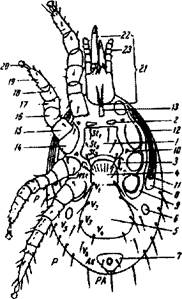 Ротовой аппарат таежного клеща рисунок