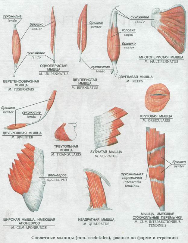 Мышцы виды. Классификация мышц по форме. Формы скелетных мышц. Классификация скелетных мышц по форме. Строение и форма мышц анатомия.