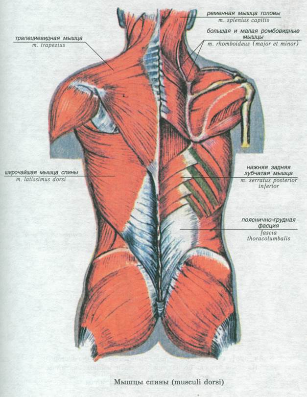 Верхняя трапециевидная. Трапециевидная мышца вид спереди. Трапециевидная и широчайшая мышца спины. Большая и малая ромбовидные мышцы спины. Мышцы спины: широчайшая, трапециевидные, ромбовидные.