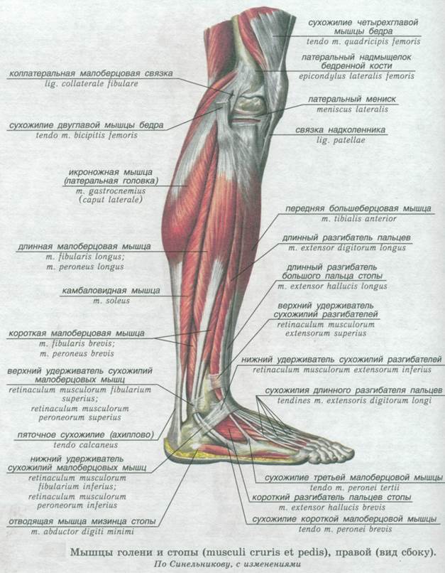 Строение ноги до колена. Мышцы нижней конечности анатомия строение. Мышцы нижней конечности анатомия вид сбоку. Строение мышц ноги спереди.