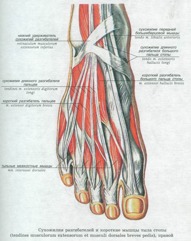 Мышцы нижних конечностей стопы. Мышцы стопы вид сбоку. Сухожилия сгибателей пальцев стопы анатомия. Сухожилия разгибателей стопы анатомия. Сухожилия 1 пальца стопы.