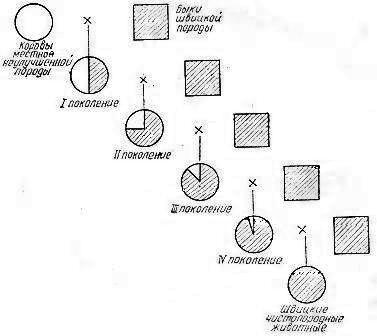 Воспроизводительное скрещивание в животноводстве схема
