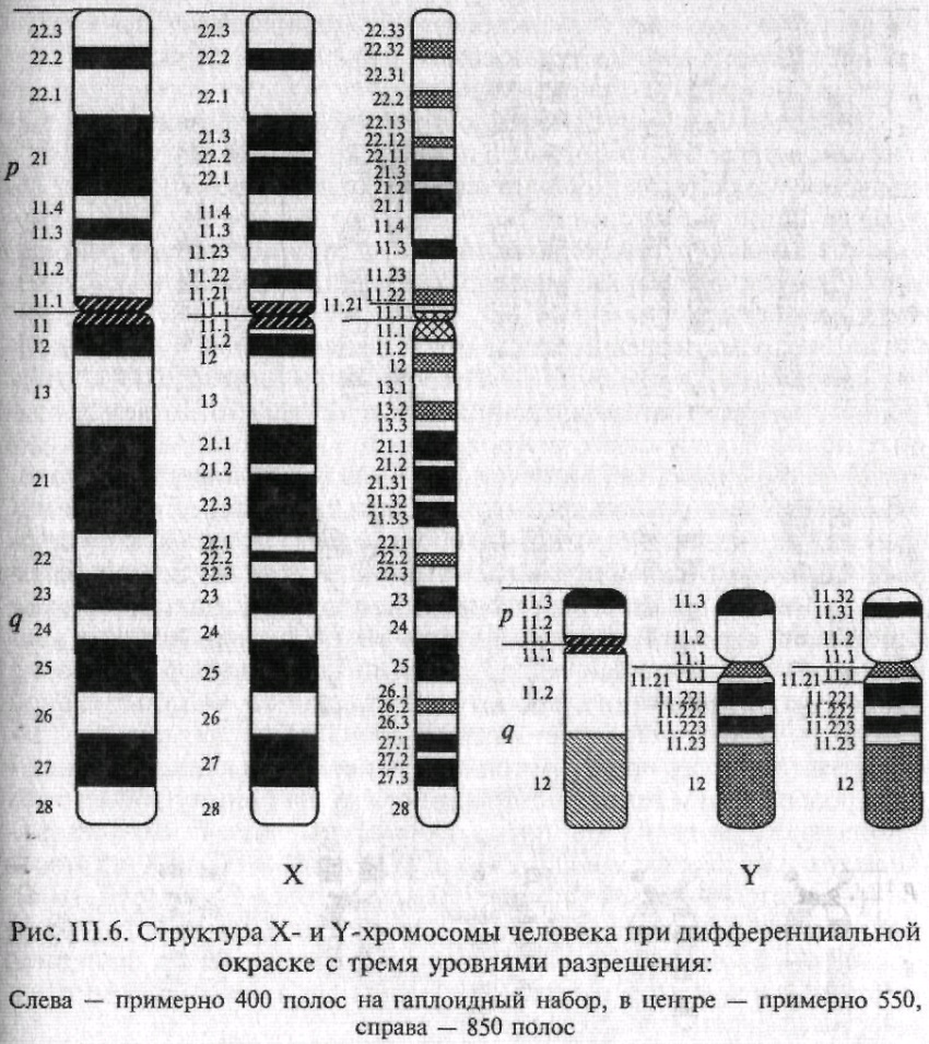 Изменение окраски хромосом. Способы дифференциальной окраски хромосом. Методы дифференциального окрашивания хромосом человека. Кариотип методом дифференциальной окраски хромосом. Метод дифференциальной окраски хромосом.