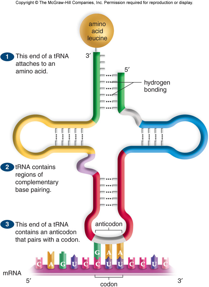 Т рнк это белок. Активные центры ТРНК. Активная зона т РНК. Т-РНК В биосинтезе белка. Функциональная структура т РНК.