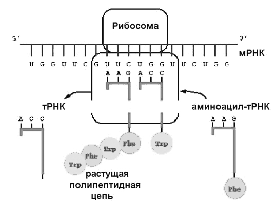 Синтез полипептидной цепи в рибосомах. Аминоацил ТРНК трансляция. Аминоацил ТРНК на рибосоме. Связывание аминоацил ТРНК. Синтез аминоацил-ТРНК.
