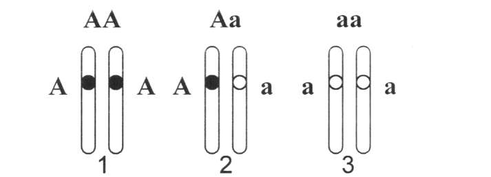 Гомозиготный генотип пример. Гомозигота и гетерозигота это. Гомозиготные и гетерозиготные аллели. Гомозигота схема. Гомозиготы гетерозиготы схема.