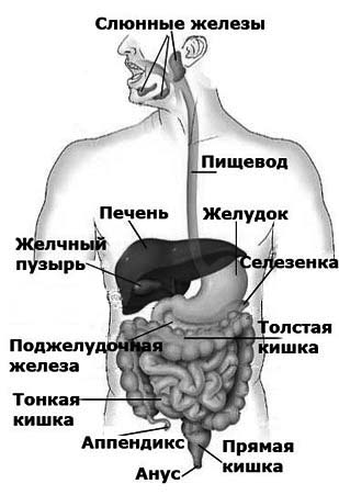 В пищеводе железы расположены в. ЖКТ картинка. Строение пищеварительной трубки. Строение желудочно-кишечного тракта. Желудок желчный пузырь кишечник.