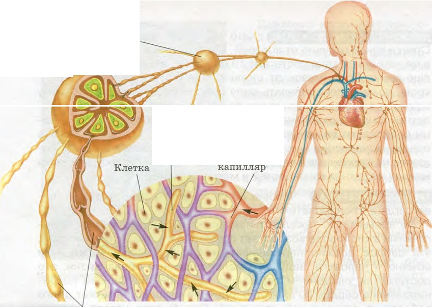 Лимфа это в биологии. Лимфатическая система движение. Лимфатическая система движение лимфы. Рисунок лимфатической системы