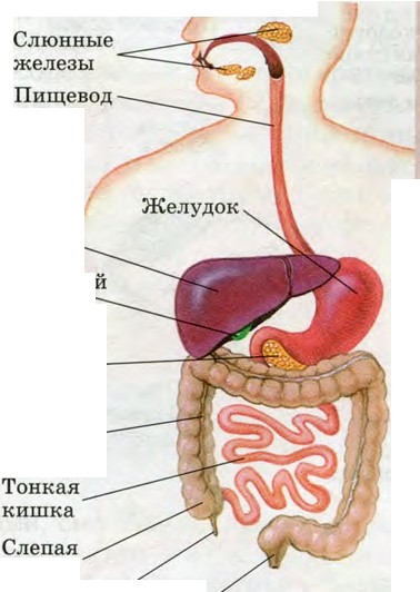 Пищевод желудок железы желудка. Таблица строение пищеварительной системы слюнные. Графологическая структура пищеварительной системы. Закономерности строения пищеварительной системы анатомия.