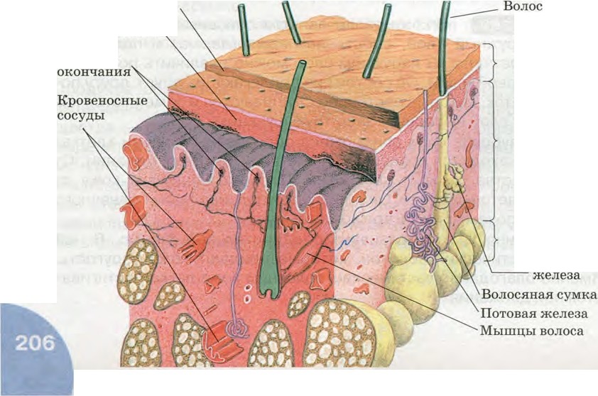 Какие структурные образования кожи