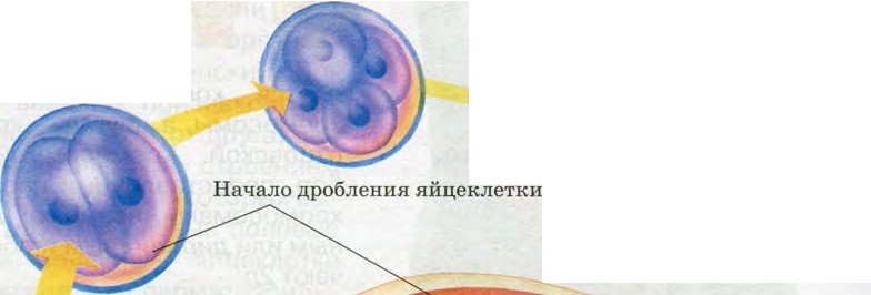 Слияние половых клеток с образованием зиготы